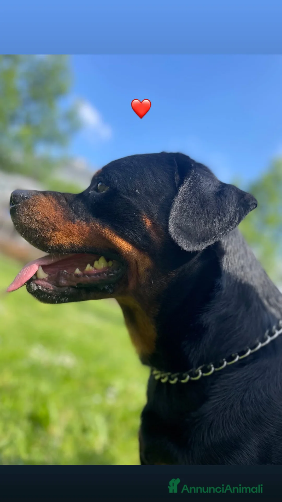 Rottweiler cani in regalo: Cessione rottweiler  - Annuncio 4