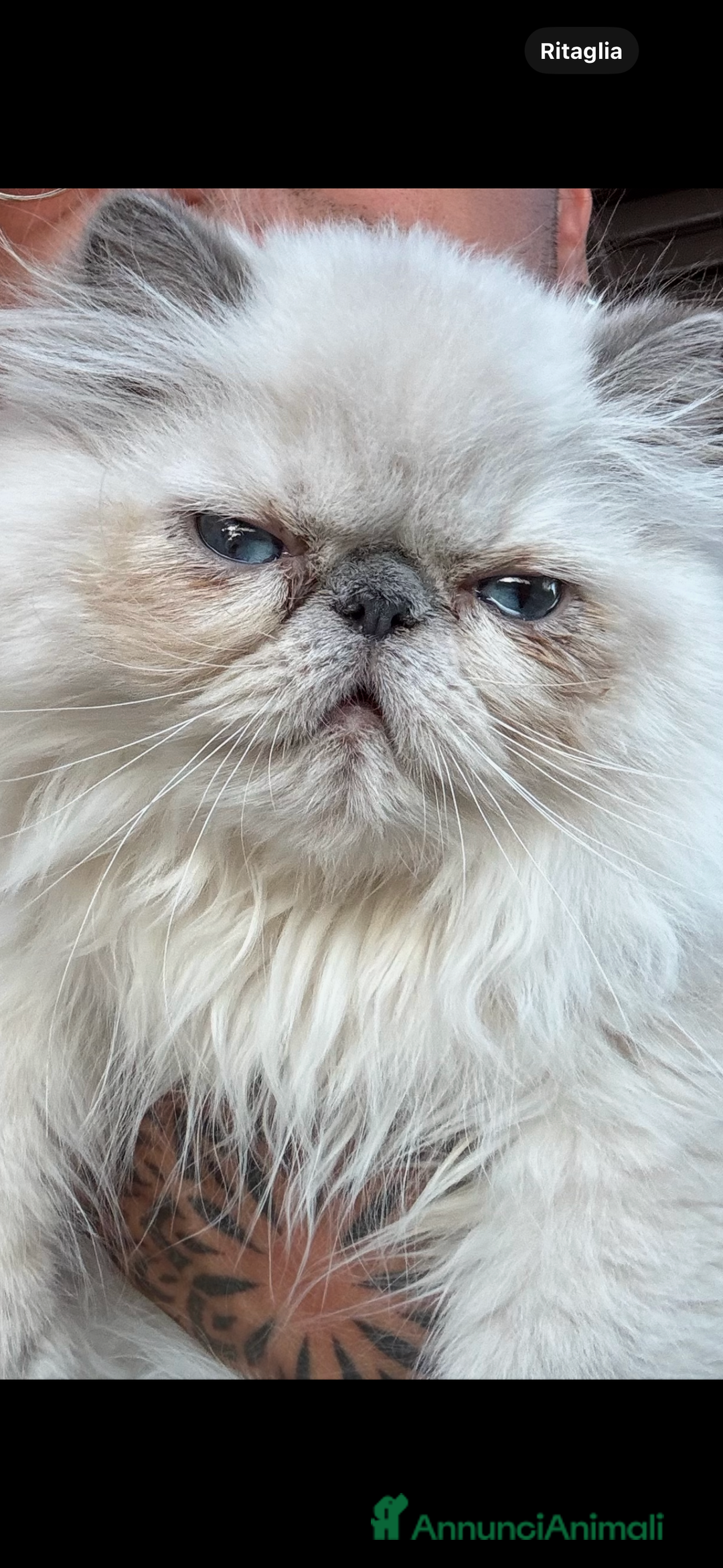 Persiano gatti in vendita: Vendesi SPLENDIDO PERSIANO PURO, 5 mesi di vita. a Provincia di Caserta - Immagine 3