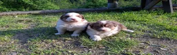 Australian Shepherd cani in vendita: Cucciole Australian shepherd - Annuncio 4