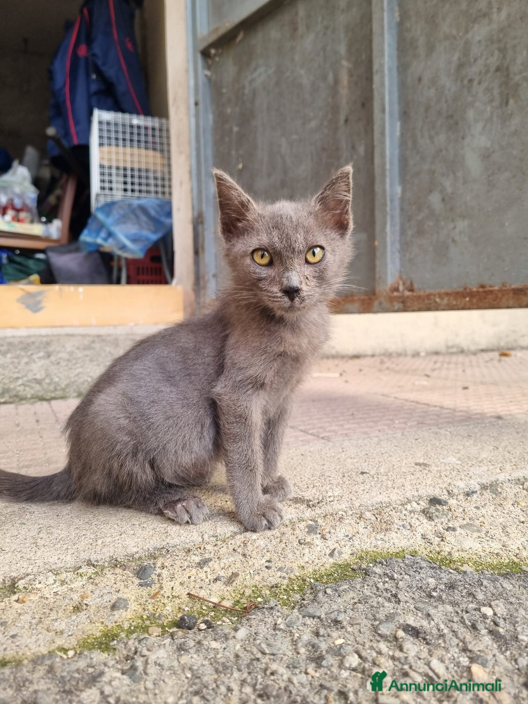 Meticcio gatti in regalo: GATTINI AMOREVOLI - Annuncio 8