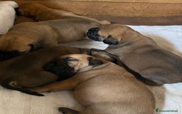 Bullmastiff cani in vendita: Cuccioli Bullmastiff  - Immagine 7
