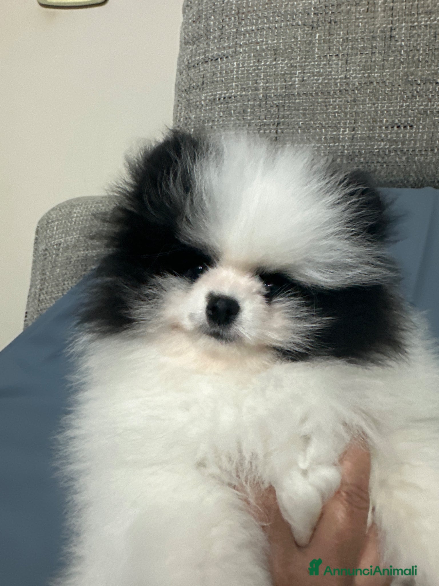 Volpino Pomerania cani Volpini toy  - Annuncio 1