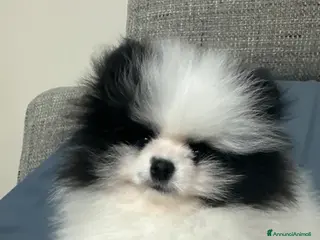 Volpino Pomerania cani Volpini toy - Annuncio 4