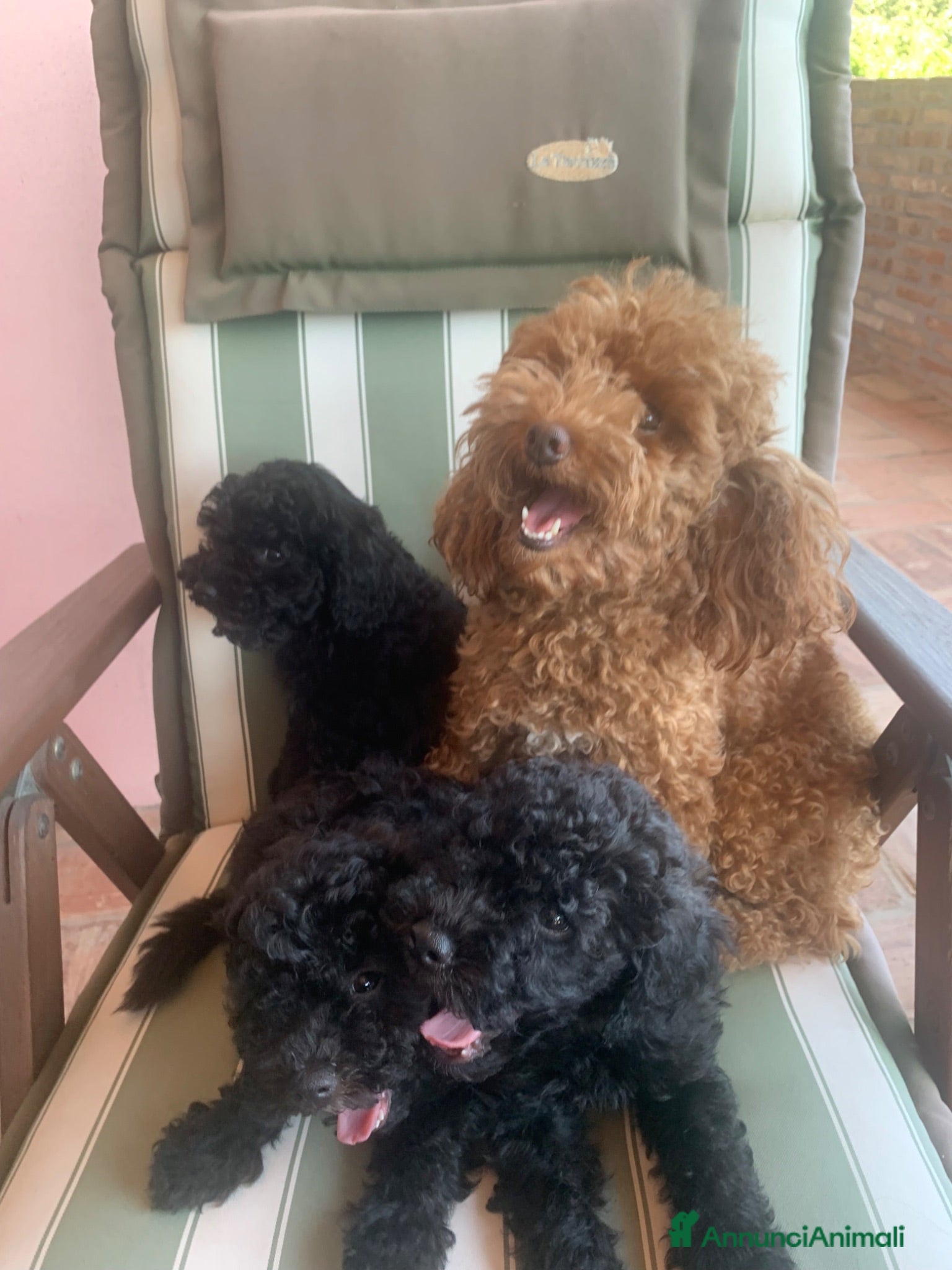 Barboncino cani Cuccioli di barboncino piccola taglia - Annuncio 3