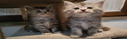 Maine Coon gatti in vendita: splendici cuccioli maine coon - Annuncio 3