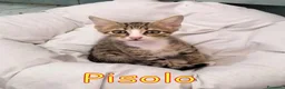 Europeo gatti in regalo: MAMMOLO E PISOLO DOLCISSIMI GATTINI - Annuncio 6