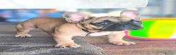Bulldog Francese cani in vendita: Cuccioli di Bulldog francese - Annuncio 16