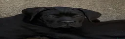 Cane Corso cani in vendita: Cuccioli cane corso con pedigree  - Annuncio 4