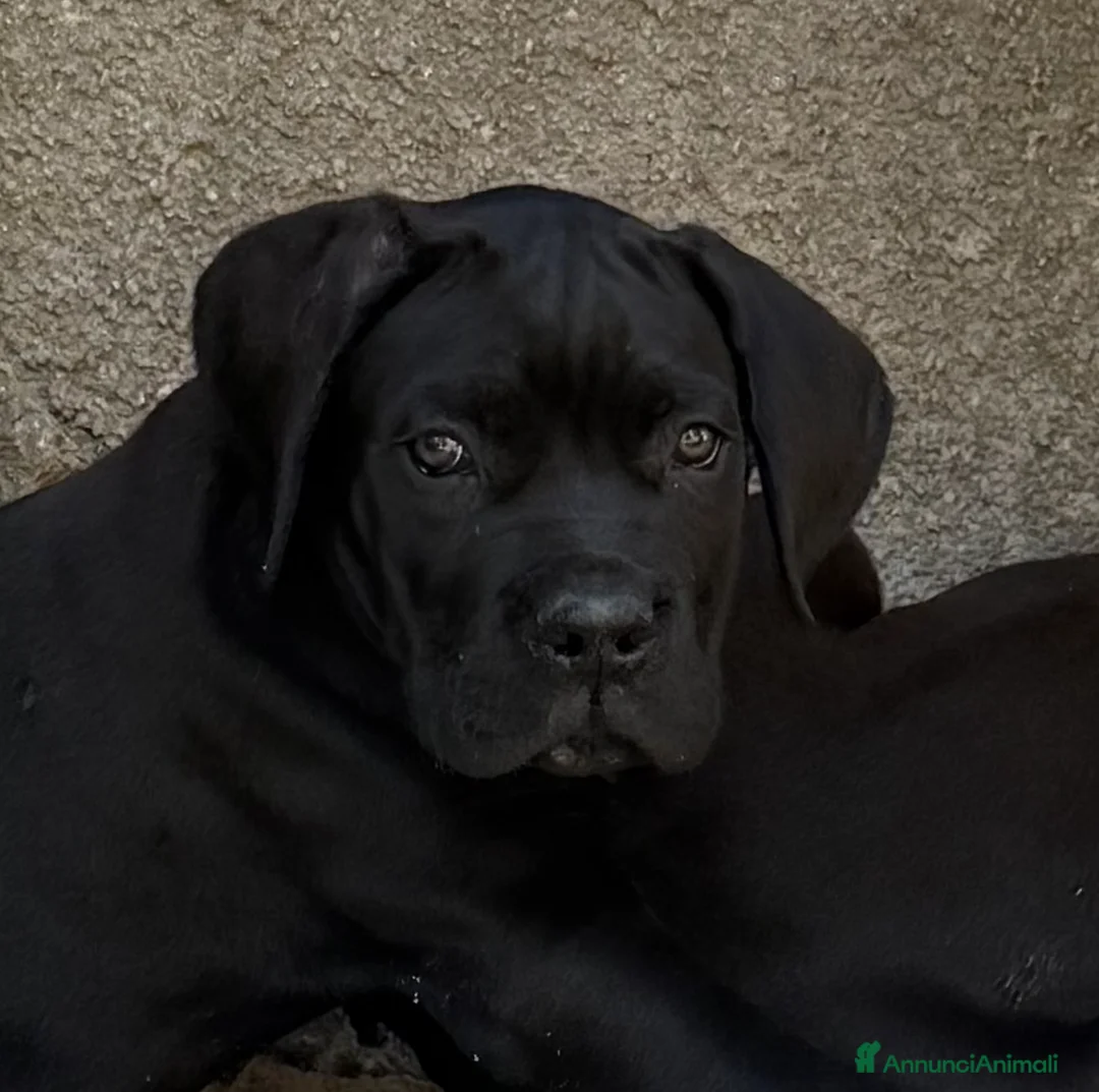 Cane Corso cani in vendita: Cuccioli cane corso con pedigree  - Annuncio 4