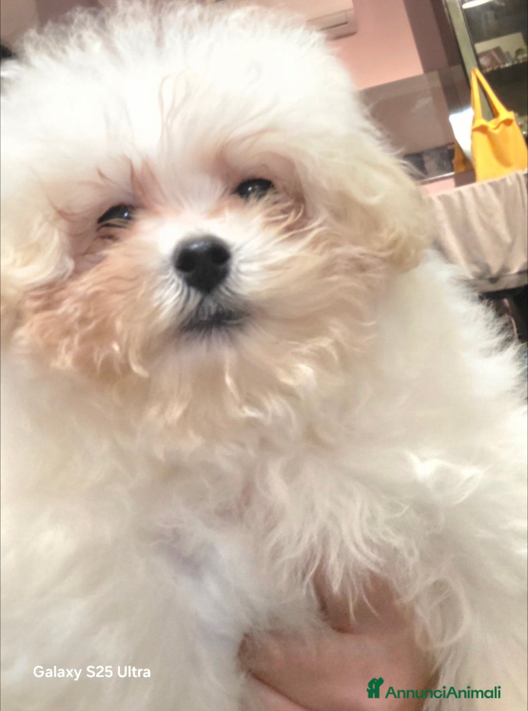 Meticcio cani in vendita: Maltipoo toy - Annuncio 3