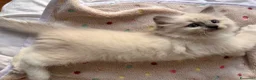 Ragdoll gatti in vendita: Ragdoll - Annuncio 3