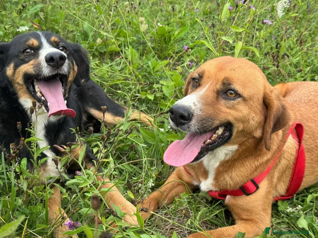 Meticcio cani in regalo: CHAD & CHARAPI, invisibili da troppo tempo! - Annuncio 5