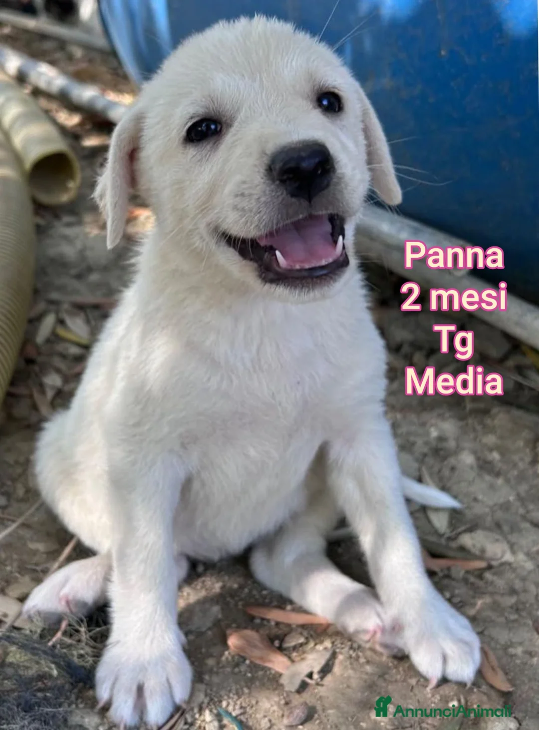 Meticcio cani in regalo: Cuccioli tenerissimi in cerca di casa  a Provincia di Modena - Annuncio 2