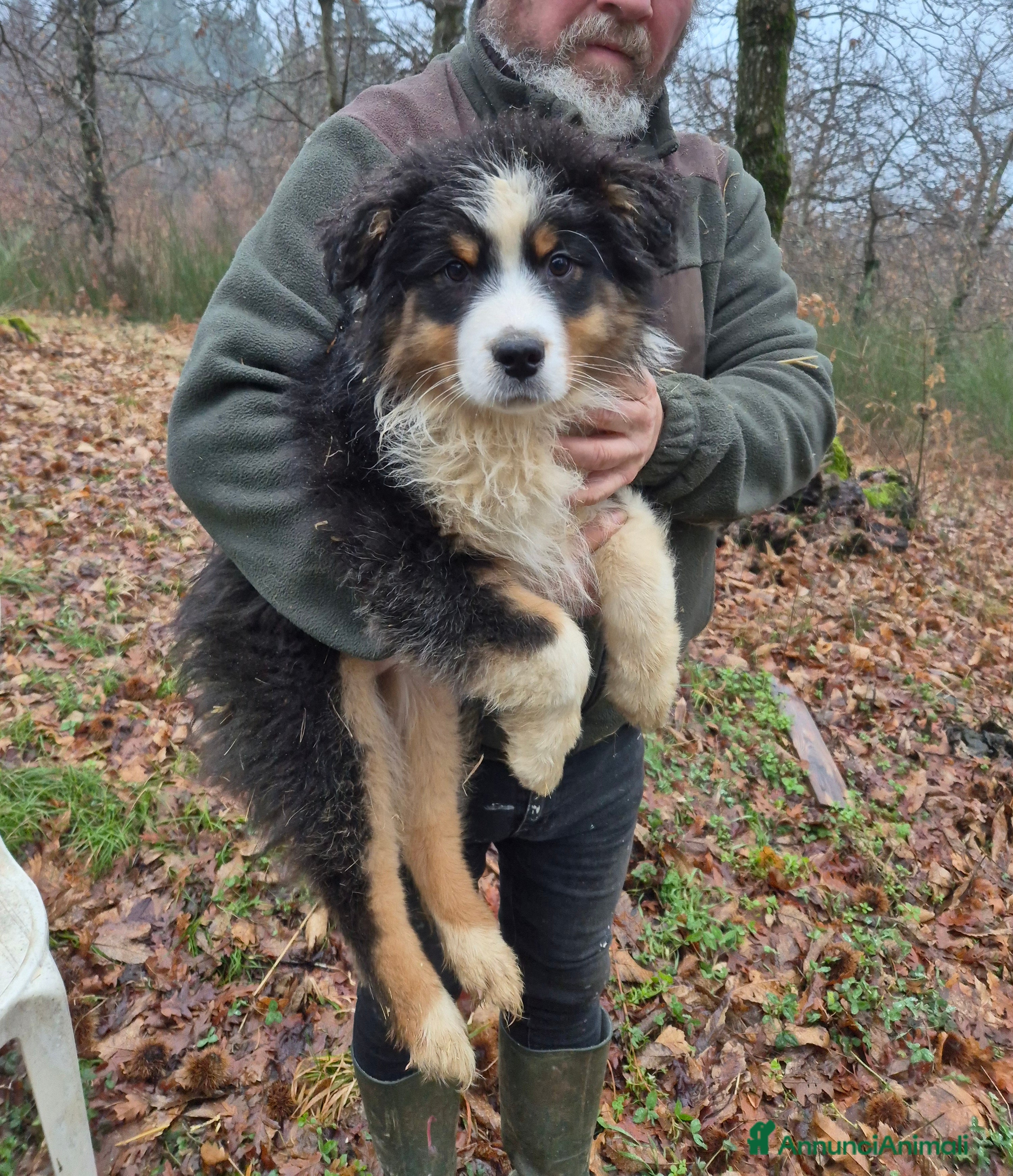 Australian Shepherd cani Cuccioli di pastore australiano  - Annuncio 2