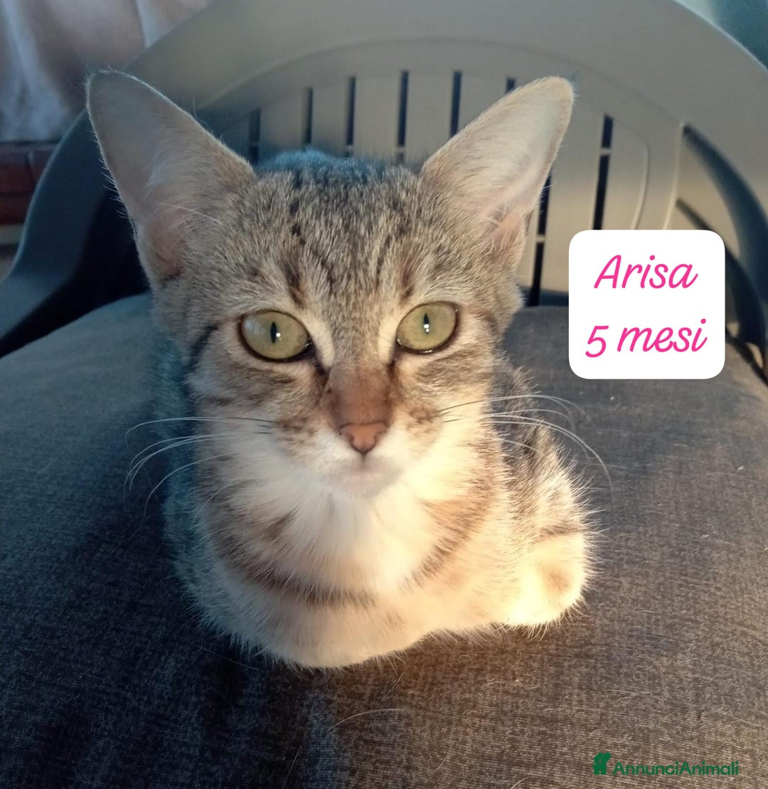 Altre razze gatti in regalo: Gattini destinati alla colonia  - Annuncio 12