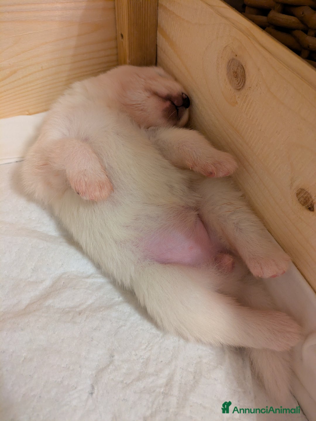 Samoiedo cani in vendita: Cuccioli di Samoiedo - Annuncio 19