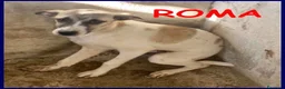 Meticcio cani in regalo: ROMA una timidina - Annuncio 1