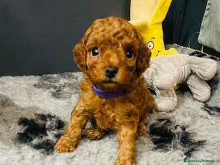 Barboncino Toy cani Barboncino Toy - Annuncio 11