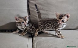 Bengala gatti in vendita: Gatto bengala  a Città metropolitana di Roma Capitale - Immagine 5