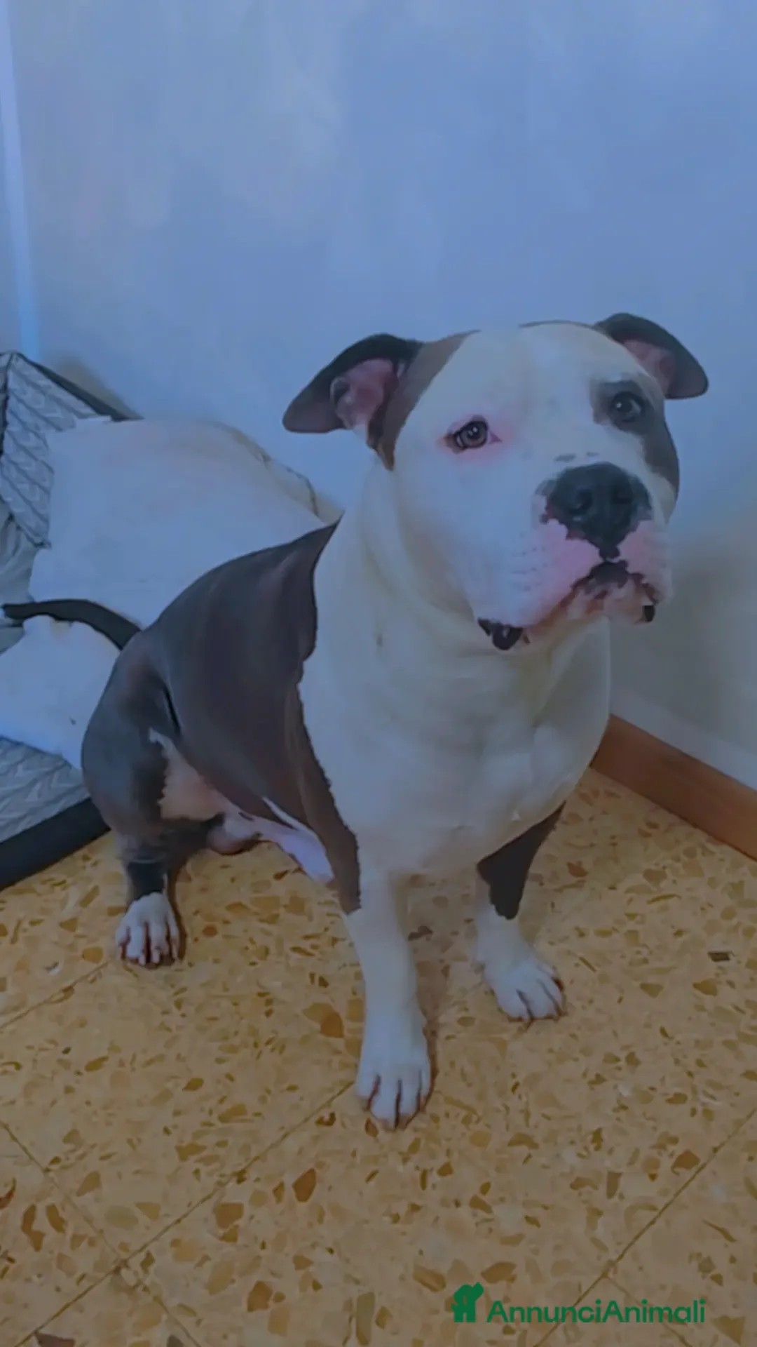 Pitbull cani per accoppiamento: Monta - Annuncio 10