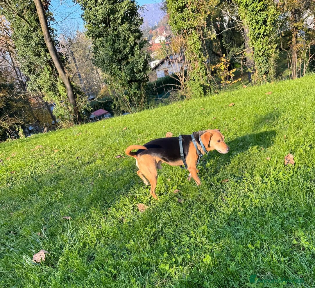 Altre razze cani argo  - Annuncio 4