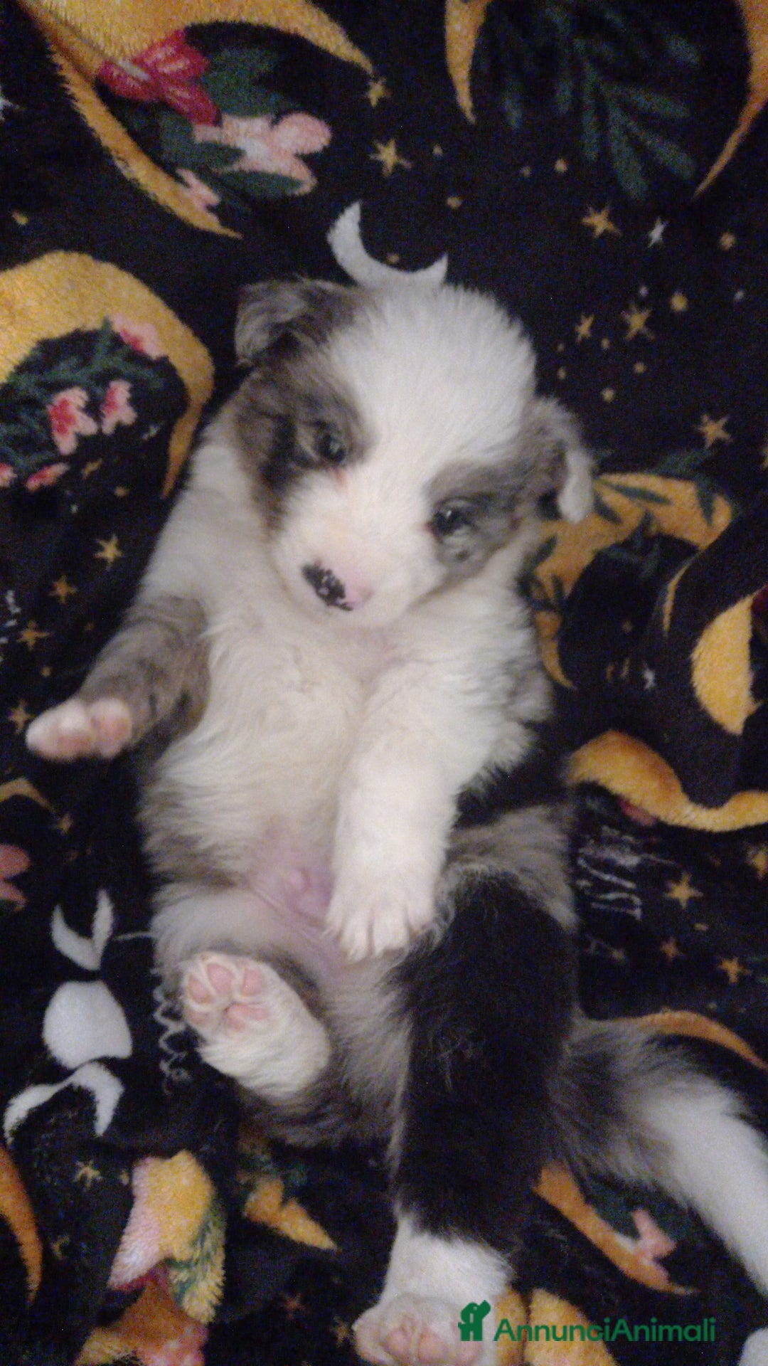 Border Collie cani in vendita: Ultimo maschietto border collie blu merle - Annuncio 5