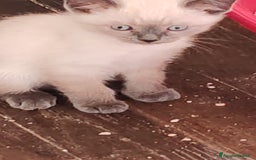 Siamese gatti in vendita: Gattino siamese a Provincia di Biella - Immagine 1