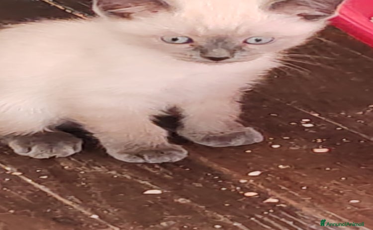 Siamese gatti a Provincia di Biella - Annuncio 15