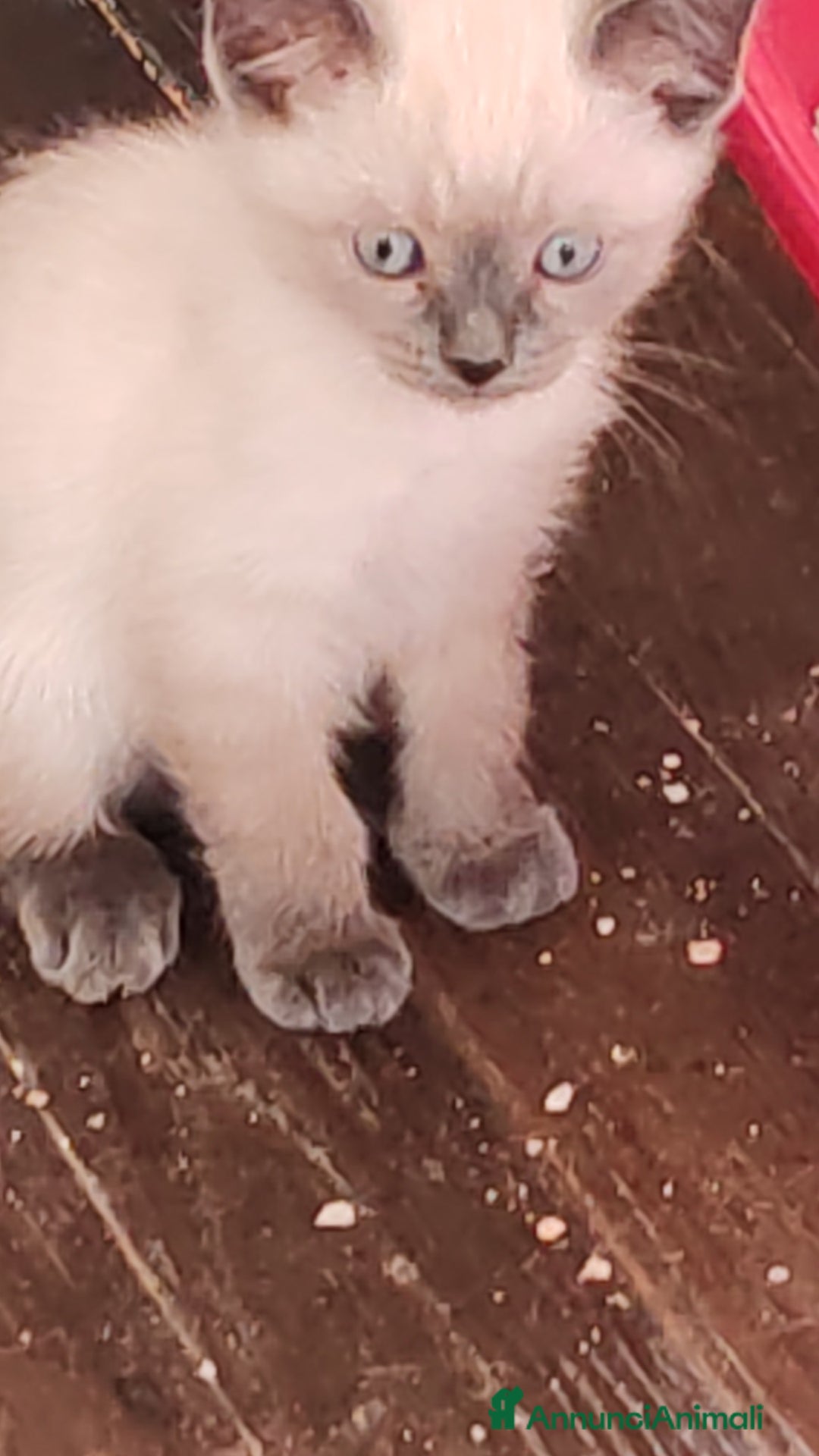 Siamese gatti in vendita: Gattino siamese a Provincia di Biella - Immagine 1
