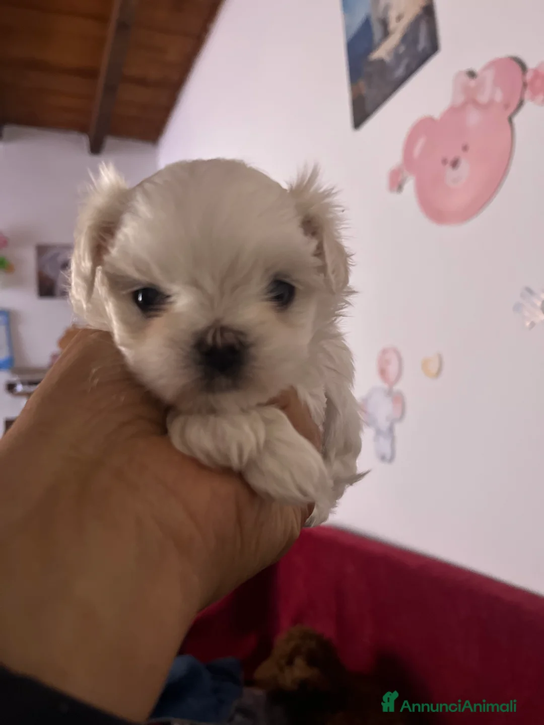 Immagine della galleria {{count}}