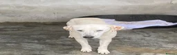 Meticcio cani in regalo: Lulù cagnolina meravigliosa - Annuncio 5