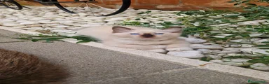 Ragdoll 2