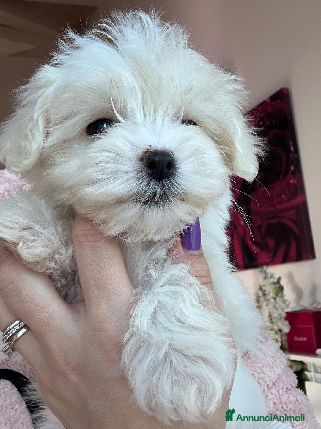 Maltese cani in vendita: Cuccioli di maltese  a Città metropolitana di Milano - Immagine 11