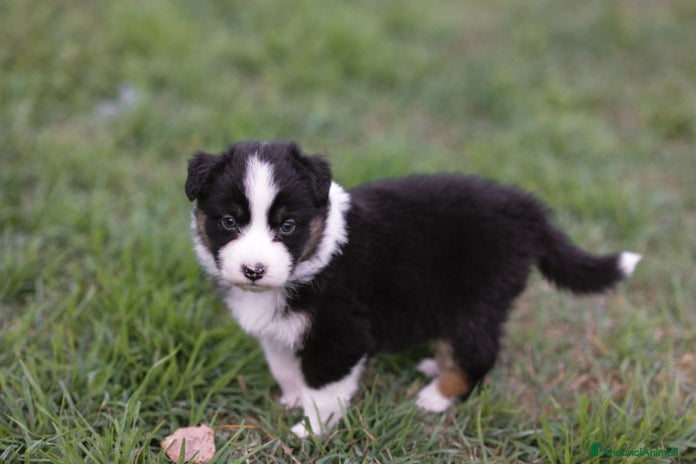 Australian Shepherd cani - Annuncio 7