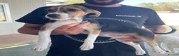 Meticcio cani in regalo: CUCCIOLO TG MEDIO.PICCOLA - Annuncio 1