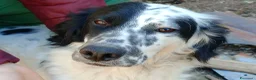 Setter Inglese cani in regalo: CHEROKEE - Annuncio 10