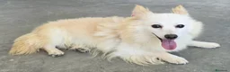 Meticcio cani in regalo: Linus 6 anni Taglia piccola  - Annuncio 3