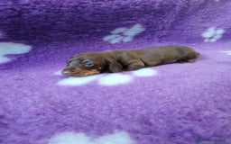 Bassotto cani in vendita: Cuccioli bassotto nano  a Provincia di Ferrara - Immagine 7