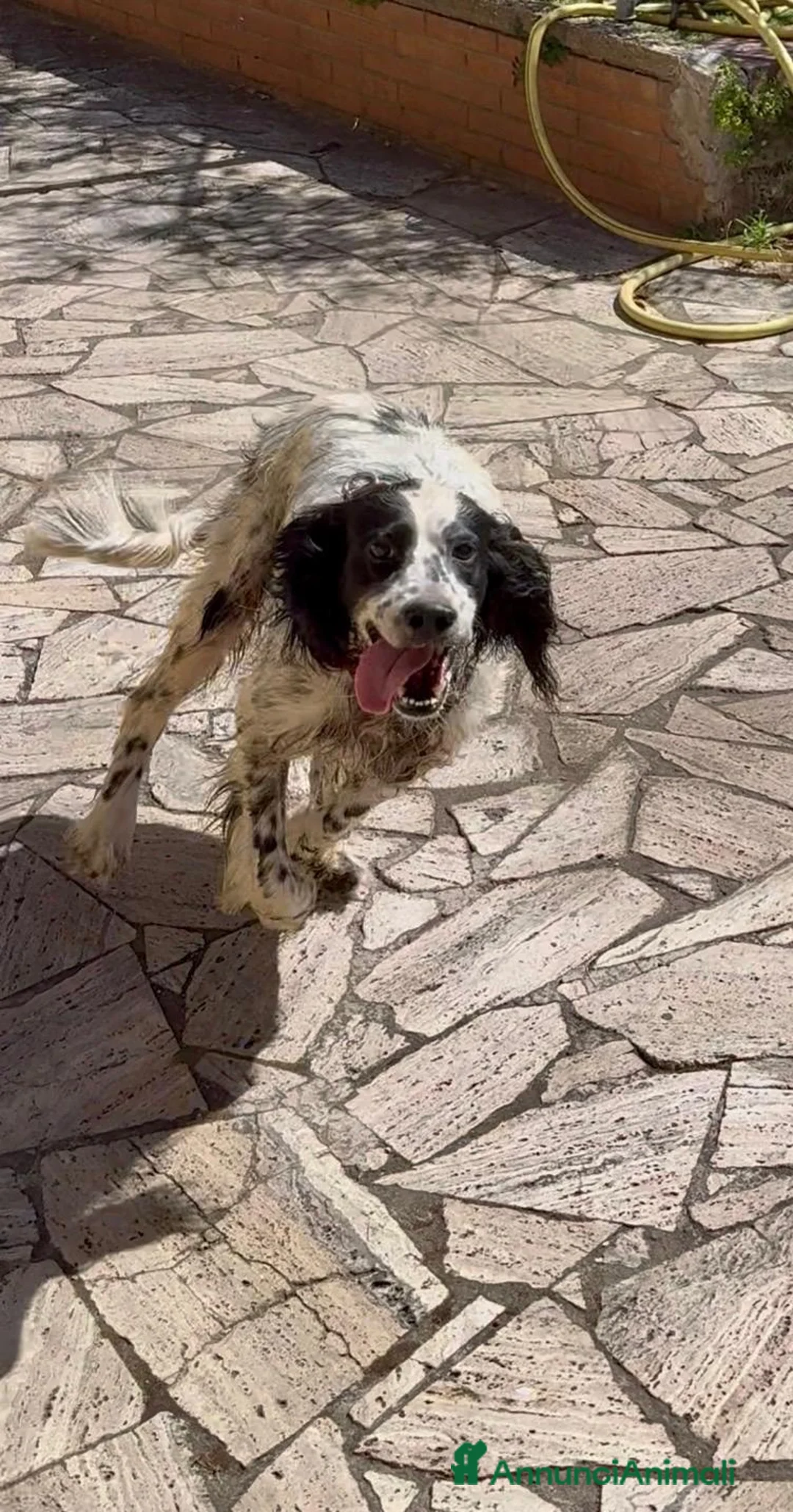 Setter Inglese cani in regalo: Regalasi Setter Inglese a Città metropolitana di Roma Capitale - Annuncio 1