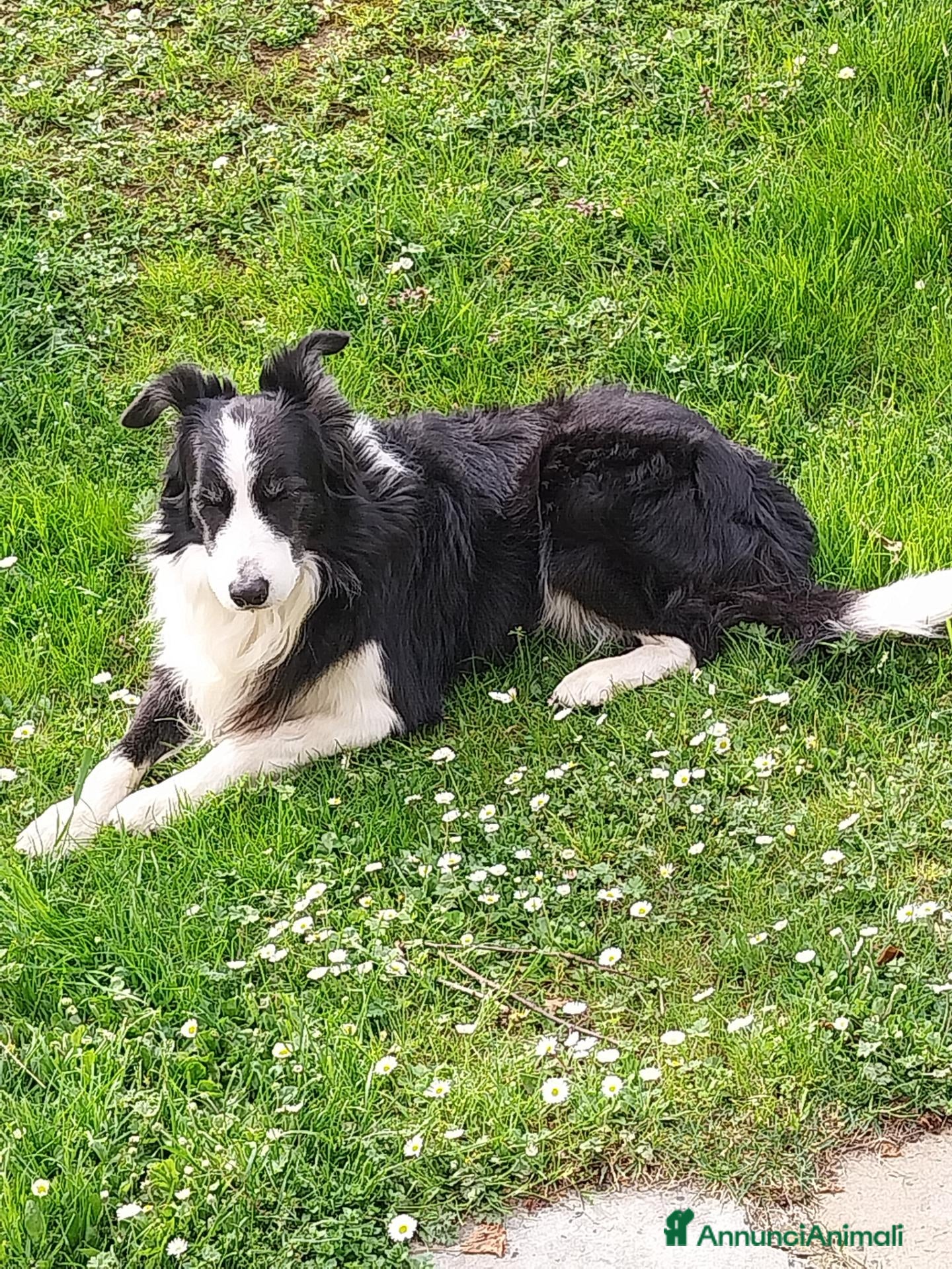 Border Collie cani Per accoppiamento  - Annuncio 3