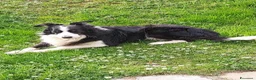 Border Collie cani per accoppiamento: Per accoppiamento  - Annuncio 1