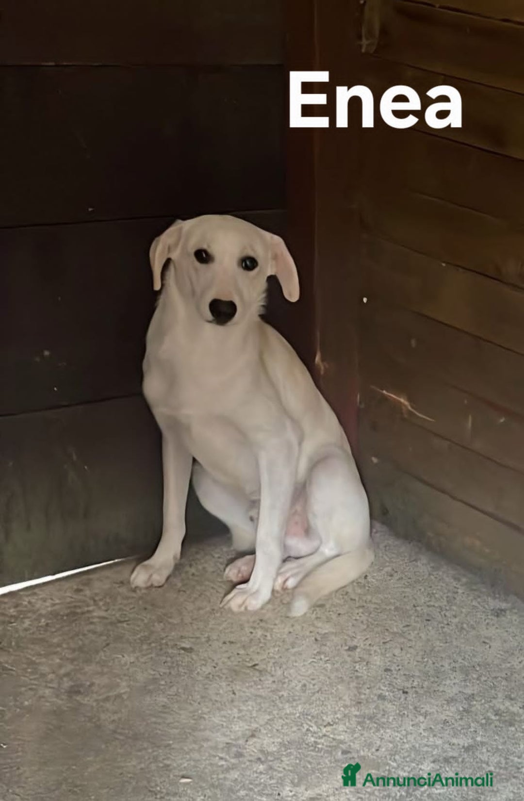 Altre razze cani in regalo: ENEA E WHITE - Annuncio 2