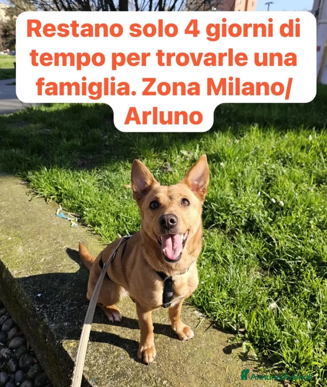 Meticcio cani in regalo: Femmina mix Bassotto/Jack Russel 5anni URGE!MILANO - Annuncio 2