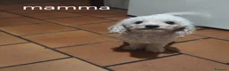 Barboncino Toy cani in vendita: Barboncini toy - Annuncio 4