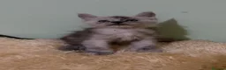 Maine Coon gatti in vendita: Cuccioli Silver shaded - Annuncio 14