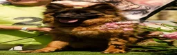 Pastore Tedesco cani in vendita: PASTORI TEDESCHI - Annuncio 13
