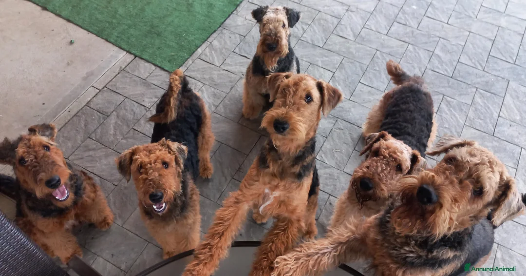 Immagine della galleria {{count}}