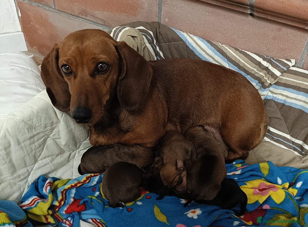 Bassotto cani in vendita: Bassotto Tedesco Standard - Annuncio 1