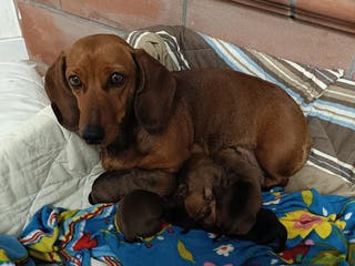 Bassotto cani Bassotto Tedesco Standard - Annuncio 5