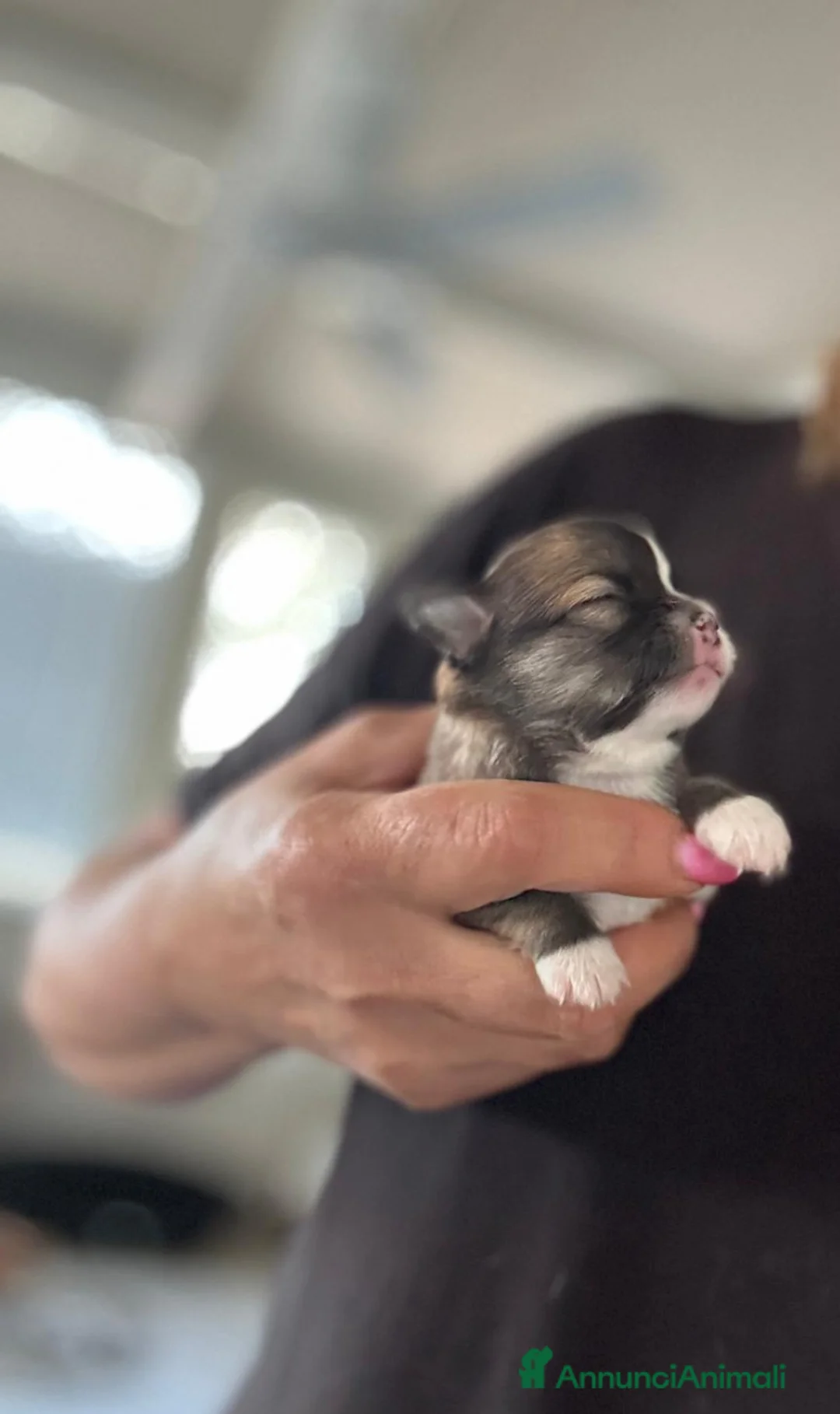 Immagine della galleria {{count}}